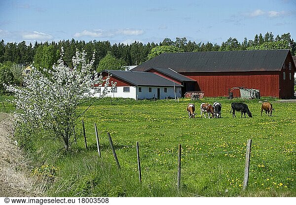 Hausrinder  Milchkühe  Weidegang neben Wirtschaftsgebäuden  Schweden  Mai  Europa