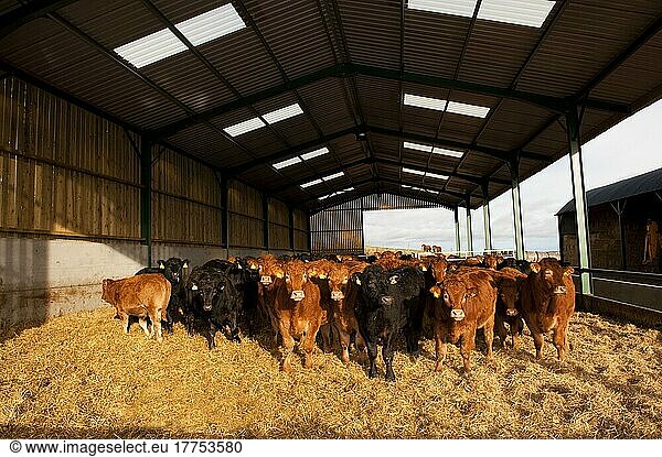 Hausrinder  Ochsen  Herde im modernen Viehstall  England  Winter