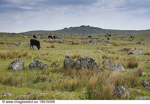 Hausrinder  Rinderherde weidet auf Moorland  Dartmoor  Devon  England  Juni