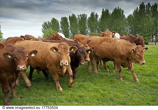 Hausrinder  Stabilisierende Ochsen  Herde im Weidegang  Yorkshire  England  Mai