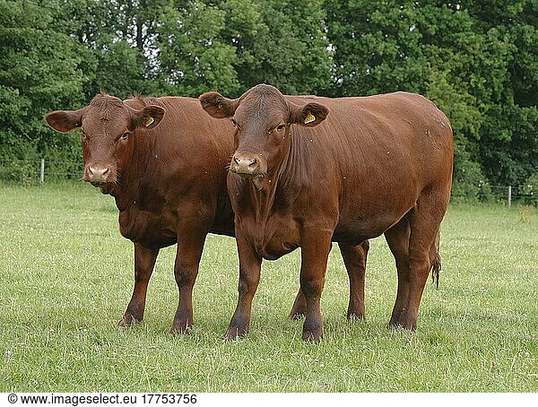 Hausrinder  Sussex-Kühe  auf der Weide stehend  England  Juni