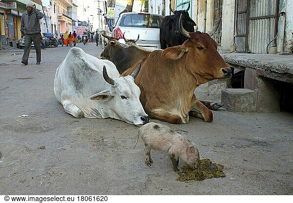 Hausrinder und Hausschwein  Ferkel  Jaipur  Schwein  Schweine  Indien  Asien