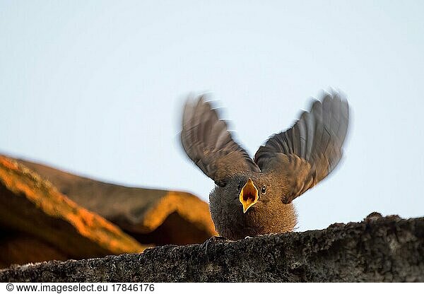 Hausrotschwanz (Phoenicurus ochruros)  Jungvogel steht auf Hausdach  nach Futter bettelnd  Hessen  Deutschland  Europa