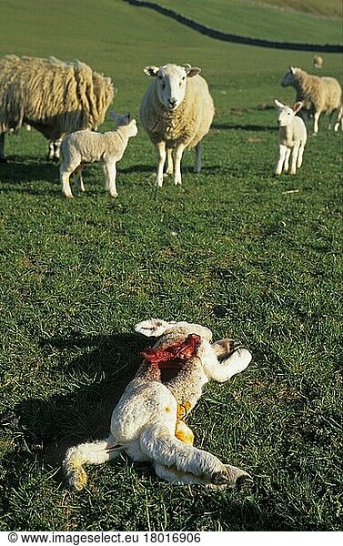 Hausschaf  totes Lamm  von Raubtier getötet  innere Organe gegessen  Cumbria  England  April