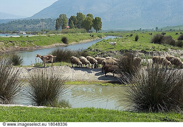 Hausschafe bei Butrint  Vivar-Kanal  Albanien  Europa