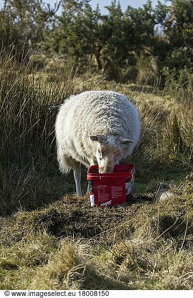 Hausschafe  Haustiere  Huftiere  Nutztiere  Paarhufer  Säugetiere  Tiere  Sheep using mineral feed