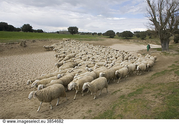 Hausschafe  Herde wird vom Schäfer entlang eines ausgetrockneten Flussbetts getrieben  Spanien  Europa