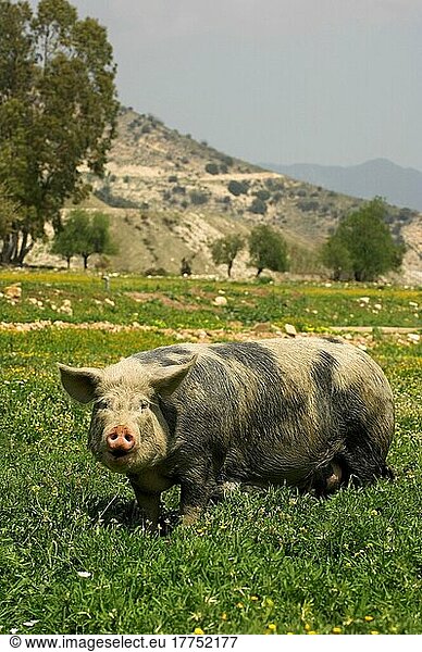 Hausschwein  im Feld stehendes erwachsenes Schwein  Freilandhaltung  Zypern  Europa