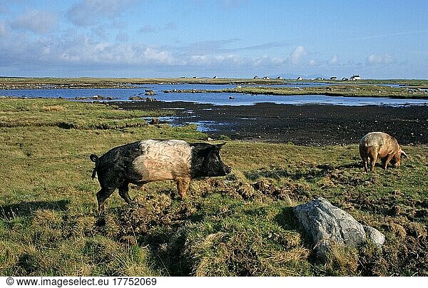 Hausschwein  robuste Freilandkreuzung  zwei erwachsene Tiere  Futtersuche im Küstenhabitat  North Uist  Äußere Hebriden  Schottland  Großbritannien  Europa