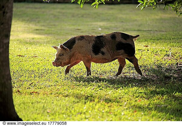 Hausschwein  weiblich  Sau  Pantanal  Mato Grosso  Brasilien  Südamerika