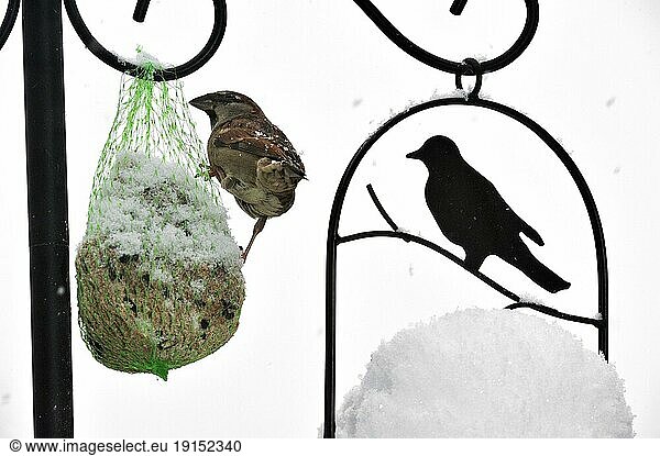 Haussperling (Passer domesticus) bei der fressen am Vogelfutterhäuschen im Winter im Schnee  Belgien  Europa