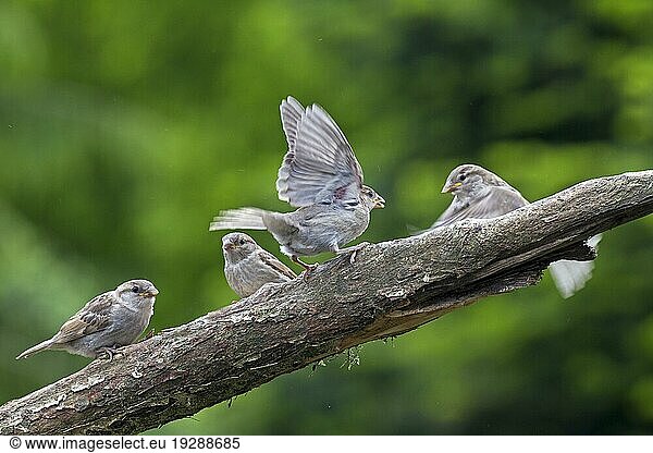 Haussperling (Passer domesticus)  das Gelege wird vom Weibchen bebrütet  das Männchen tritt nur an ihre Stelle  wenn die Partnerin kurzzeitig das Nest verlässt (Spatz) (Foto Haussperling Streit zwischen Jungvoegeln)  House Sparrow  the female plays the main part in incubating the eggs (English Sparrow) (Photo House Sparrow clash between juvenile birds)