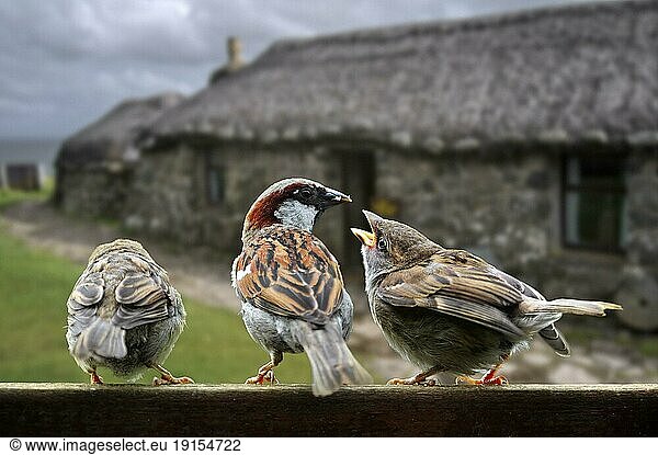 Haussperling (Passer domesticus)  Männchen  füttert Jungtiere am Gartenzaun
