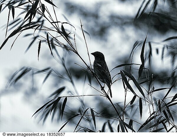 Haussperling (Passer domesticus) sitzt auf Bambuszweig im Versteck  Silhouette  monochrom  Symbolbild  Stille
