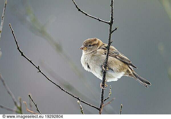 Haussperlinge (Passer domesticus) genießen in vielen Ländern ihres Vorkommens keinen gesetzlichen Schutz (Spatz) (Foto Haussperling weiblicher Altvogel)  House Sparrow  in most of the world  they are not protected by law (English Sparrow) (Photo House Sparrow adult female)