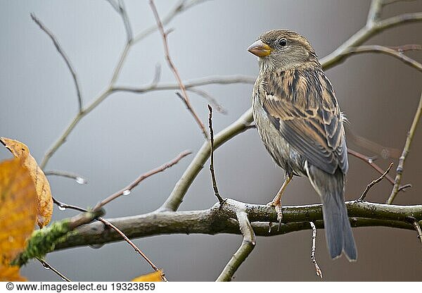 Haussperlinge (Passer domesticus) haben viele Fressfeinde  zu ihnen gehören Hauskatzen  verschiedene Greifvogelarten und Eulen (Spatz) (Foto Haussperling Weibchen auf einem Buchenzweig)  House Sparrow  predators include domestic cats  birds of prey and owls (English Sparrow) (Photo House Sparrow female)
