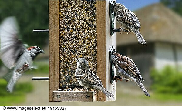 Haussperlinge (Passer domesticus)  Männchen und Weibchen  fressen Samen aus einer Saatgutmischung für Gartenvögel in einem Vogelfutterhaus  Vogelfutterhaus. Digitales Kompositum