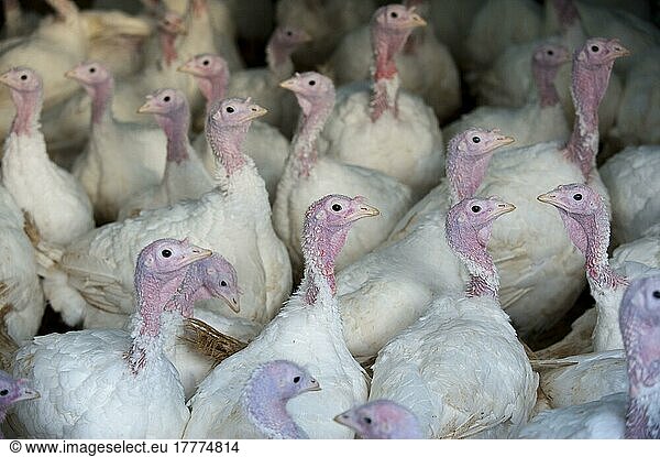 Haustruthühner  Pute  Puten  Truthuhn  Truthühner  Domestic Turkey  white flock  standing in shed  Lancashire  England  winter