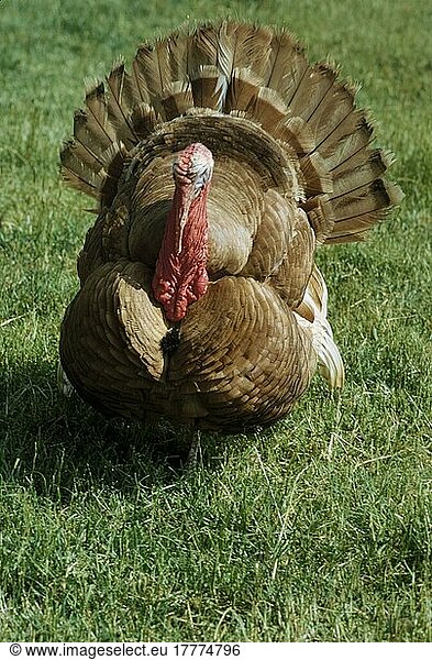 Haustruthühner  Pute  Puten  Truthuhn  Truthühner  Turkey  Domestic close-up  standing on graß  Buff  Cotswold Farm Park  Glos