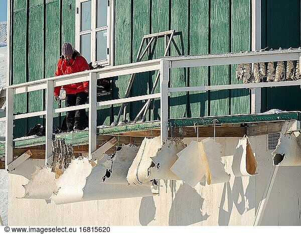 Haut einer Robbe. Das traditionelle und abgelegene grönländische Inuit-Dorf Kullorsuaq  Melville Bay  Teil der Baffin Bay. Amerika  Nordamerika  Grönland  dänisches Gebiet.