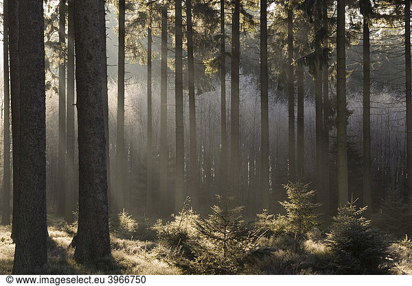 Hautes Fagnes Reserve in wintertime  fog in the forest  Eupen  Province LiËge  Belgium