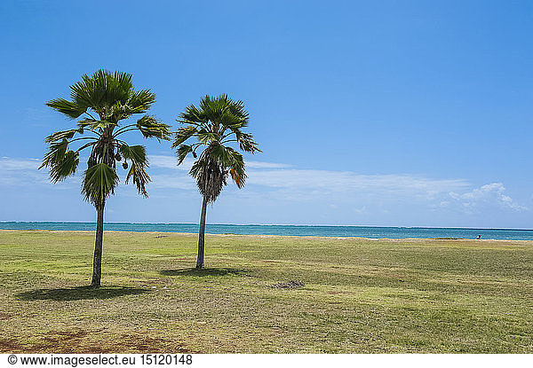 Hawaii  Oahu  Strand von Kualoa  zwei einsame Palmen