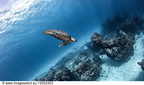 Hawksbill sea turtle  Cozumel  Quintana Roo  Mexico