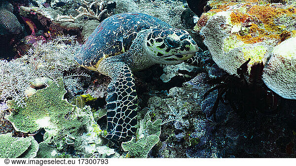 Hawksbill sea turtle eating coral at the ocean floor in Raja Ampat