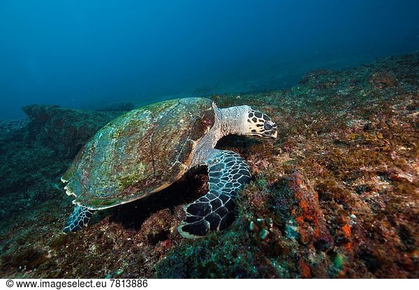 Hawksbill Sea Turtle  Eretmochelys imbricata  Aliwal Shoal  Indian Ocean  South Africa.