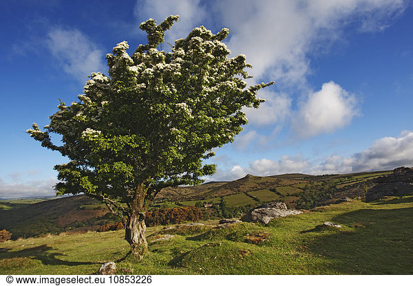 Hawthorn tree on Bench Tor  near Holne  Dartmoor National Park  Devon  England  United Kingdom  Europe