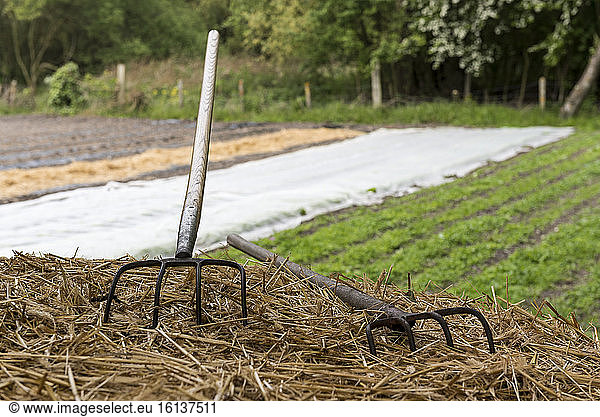 Hay fork on a pile of straw in spring  Pas de Calais  France