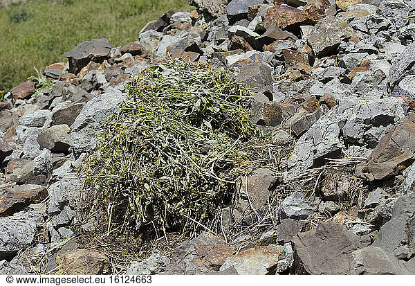 Hay Pile of American Pika (Ochotona princeps)  Gold King Basin  Colorado. Pikas do not hibernate and so must gather plant material for winter consumption.