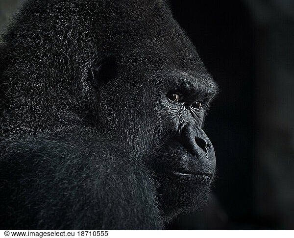 head and face of African gorilla