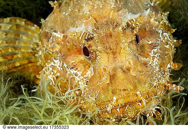 Head and spread pectoral fins of Greater Red Scorpionfish (Scorpaena scrofa)  Mediterranean Sea  Elba  Italy  Europe