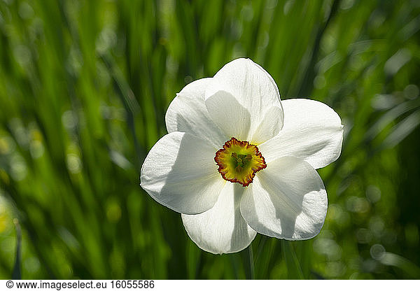 Head of blooming poet's daffodil (Narcissus poeticus)