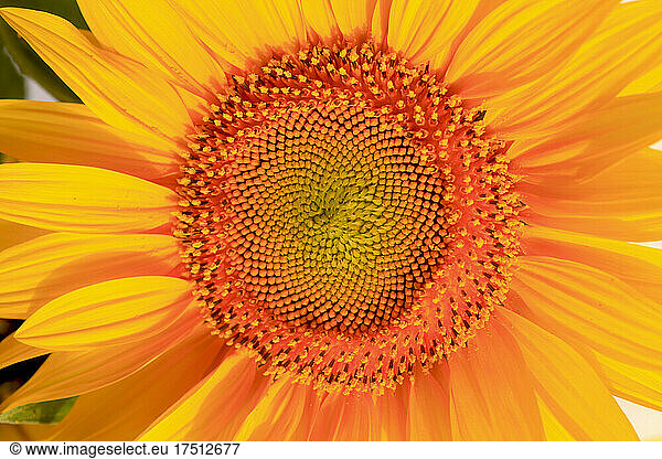 Head of blooming sunflower