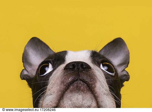 Head of Boston Terrier puppy looking up