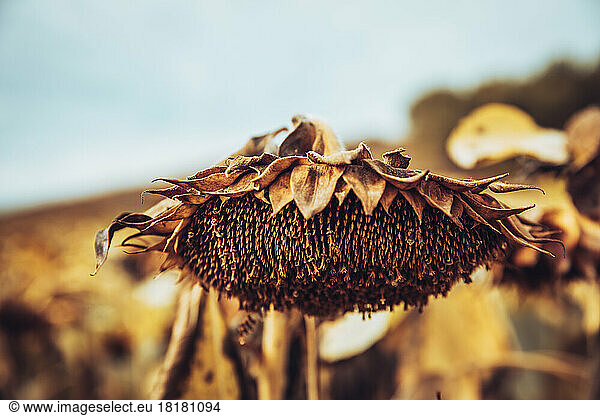 Head of dried sunflower growing in field