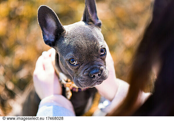 Head of French bulldog puppy held by young woman