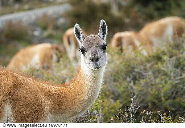 Head of guanaco looking at camera  Torres del Paine National Park  Magallanes Region  Patagonia  Chile