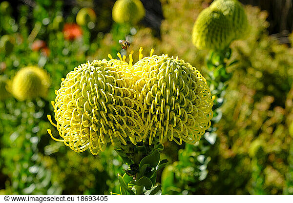 Head of ornamental pincushion flower (Leucospermum cordifolium)