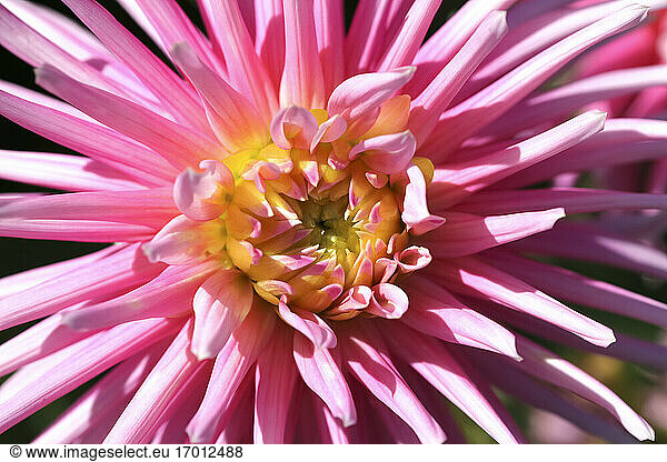 Head of pink blooming dahlia flower