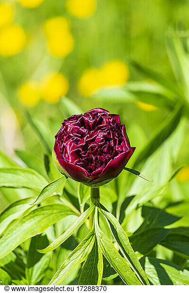 Head of red blooming peony