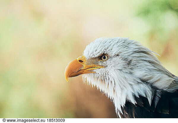 Head of serious concentrated bald eagle attentively looking around