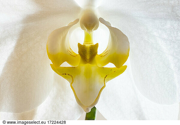 Head of white blooming moth orchid (Phalaenopsis)