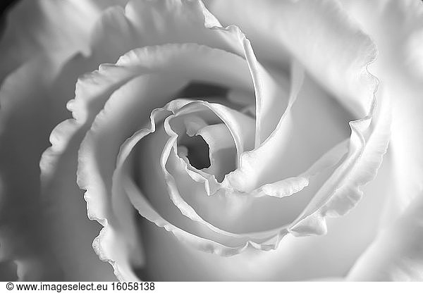 Head of white blooming rose