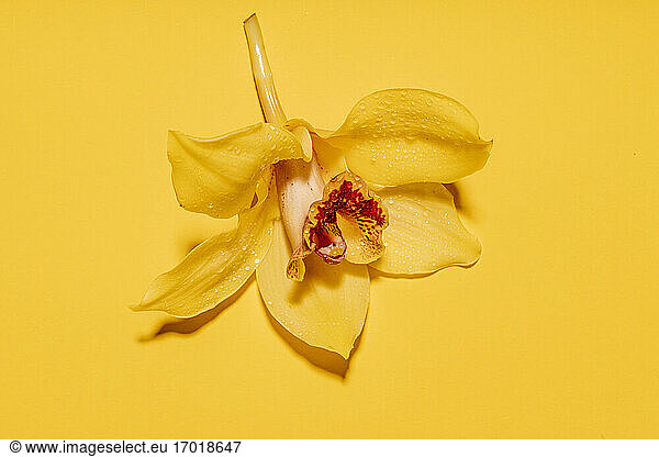 Head of yellow blooming orchid