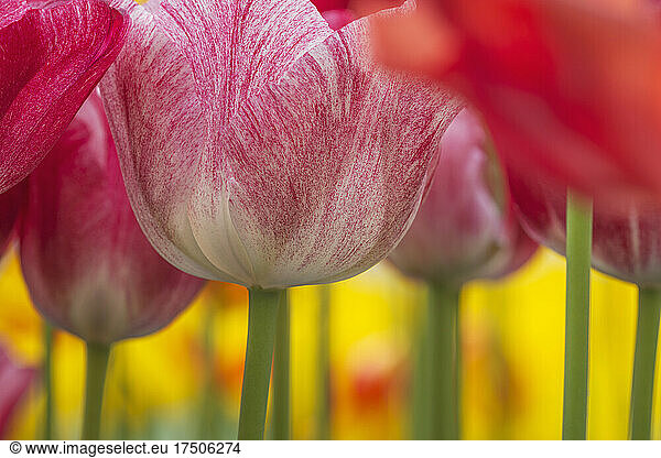 Heads of red blooming tulips