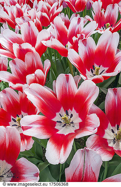 Heads of red blooming tulips (Tulipa Delta Queen)