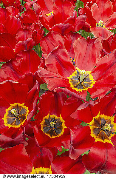 Heads of red blooming tulips (Tulipa Krasa)